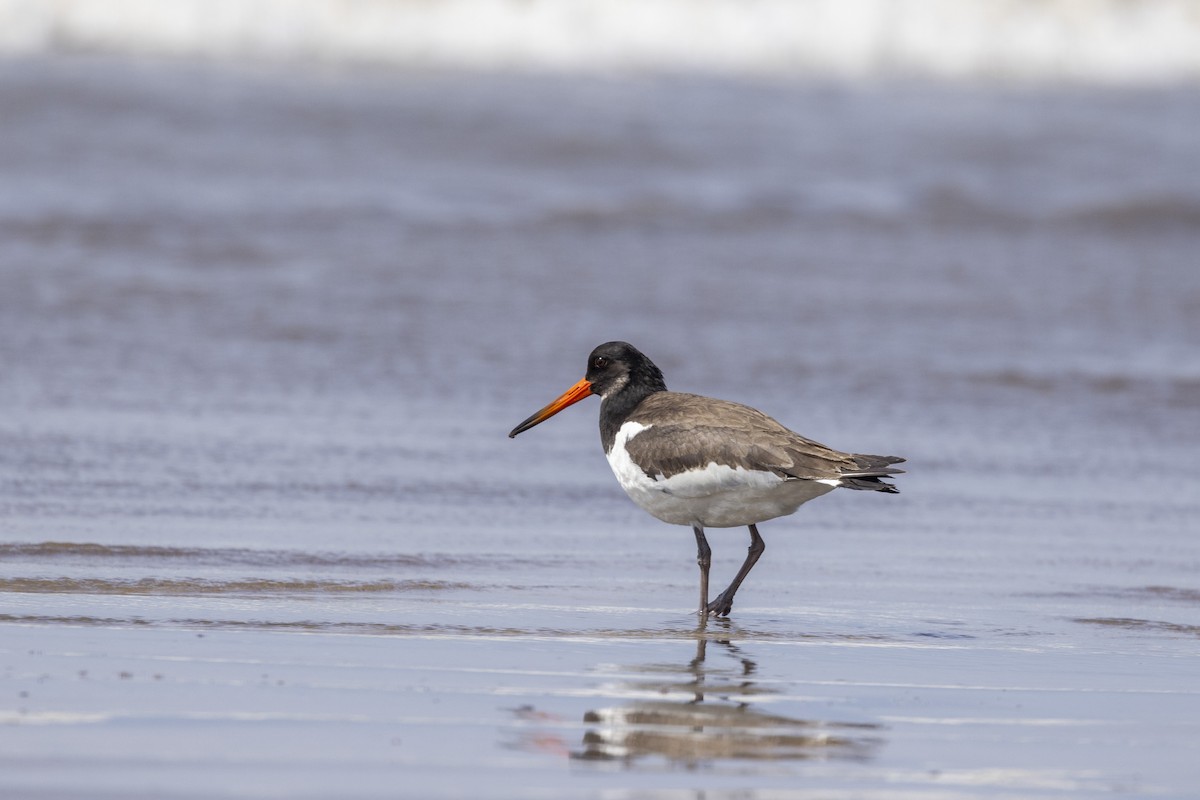 Eurasian Oystercatcher - ML642894168