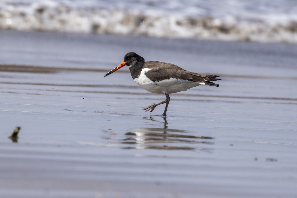 Eurasian Oystercatcher - ML642894170
