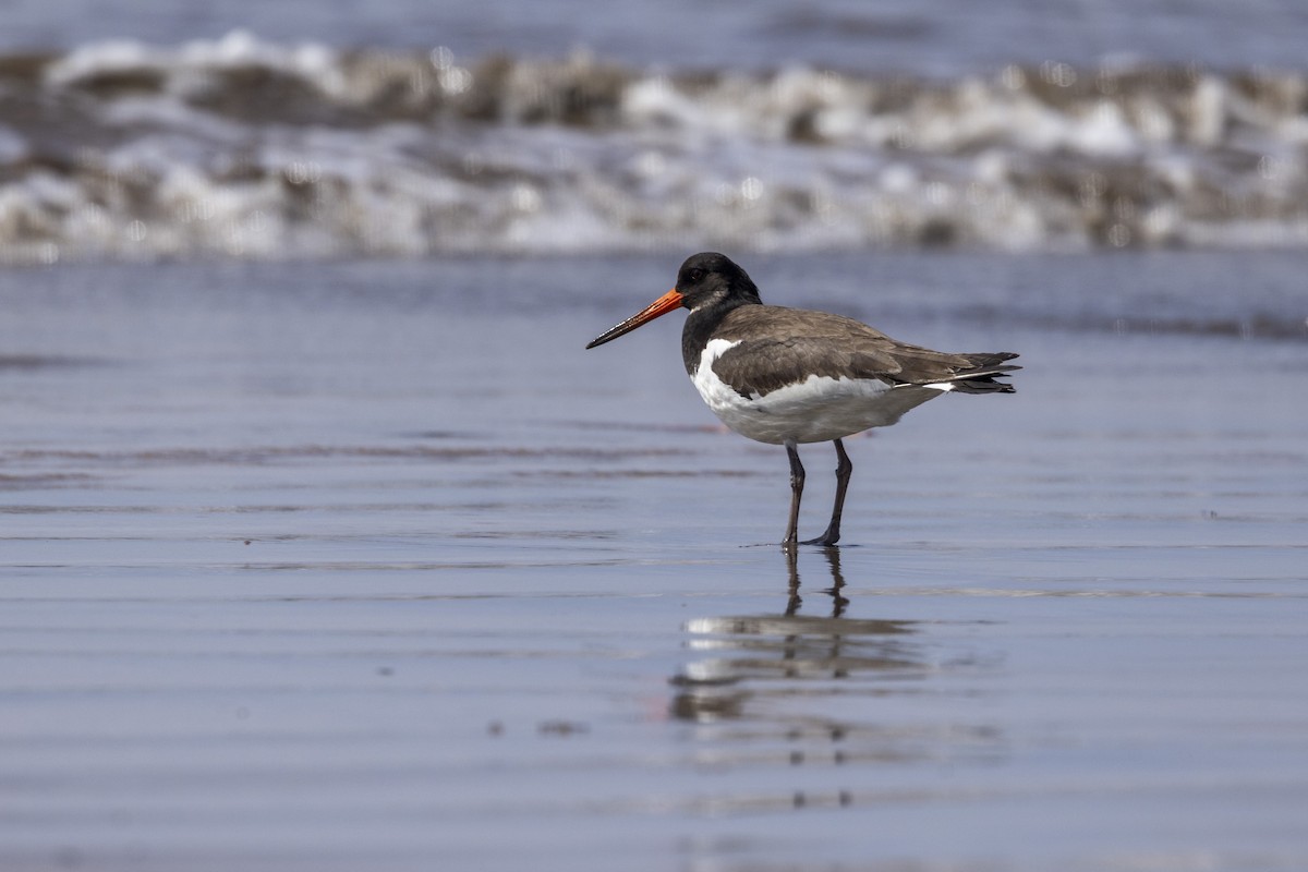 Eurasian Oystercatcher - ML642894174