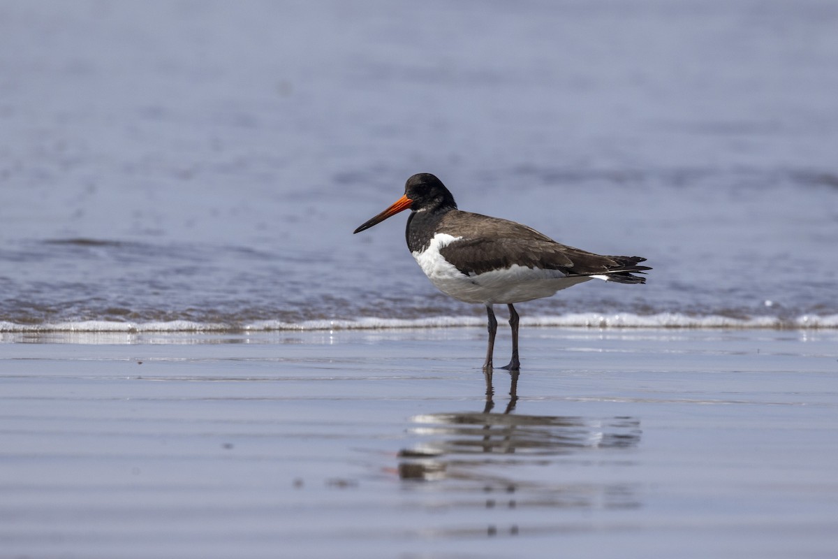 Eurasian Oystercatcher - ML642894176