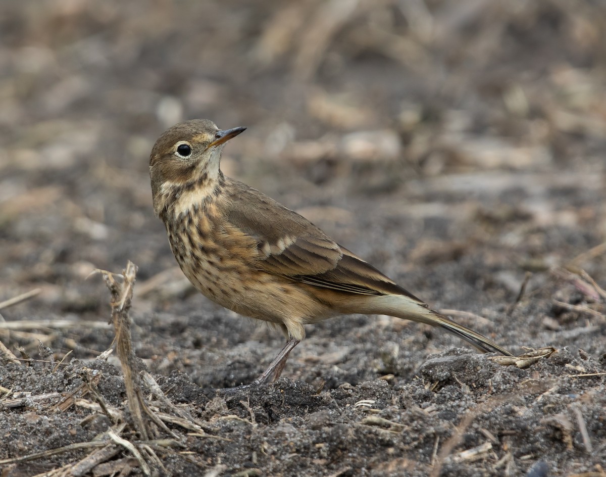 American Pipit - ML642894182
