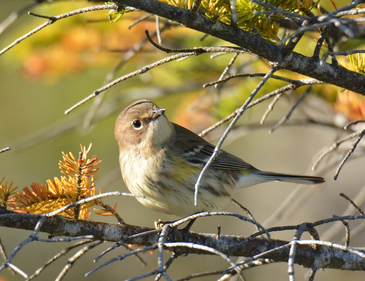 lesňáček žlutoskvrnný (ssp. coronata) - ML642894188