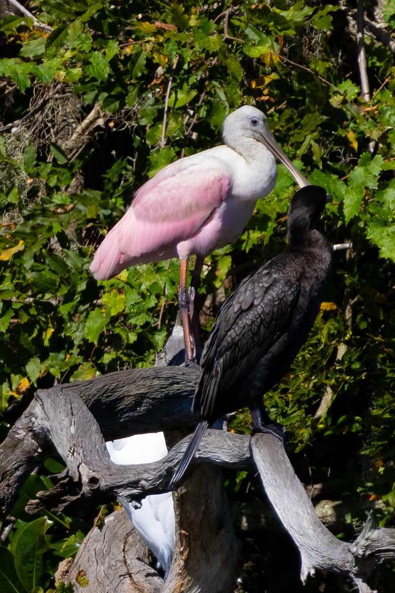 Roseate Spoonbill - ML642894190