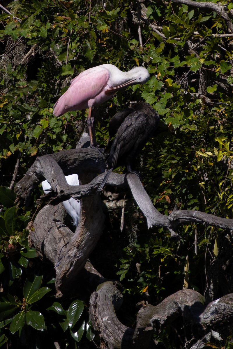 Roseate Spoonbill - ML642894191