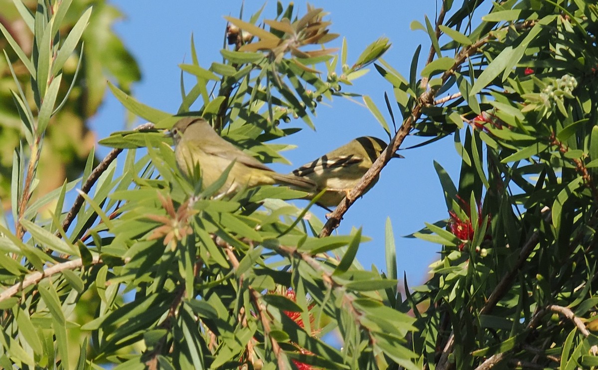 lesňáček černohlavý - ML642894195