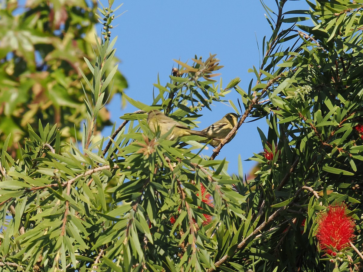 lesňáček černohlavý - ML642894196