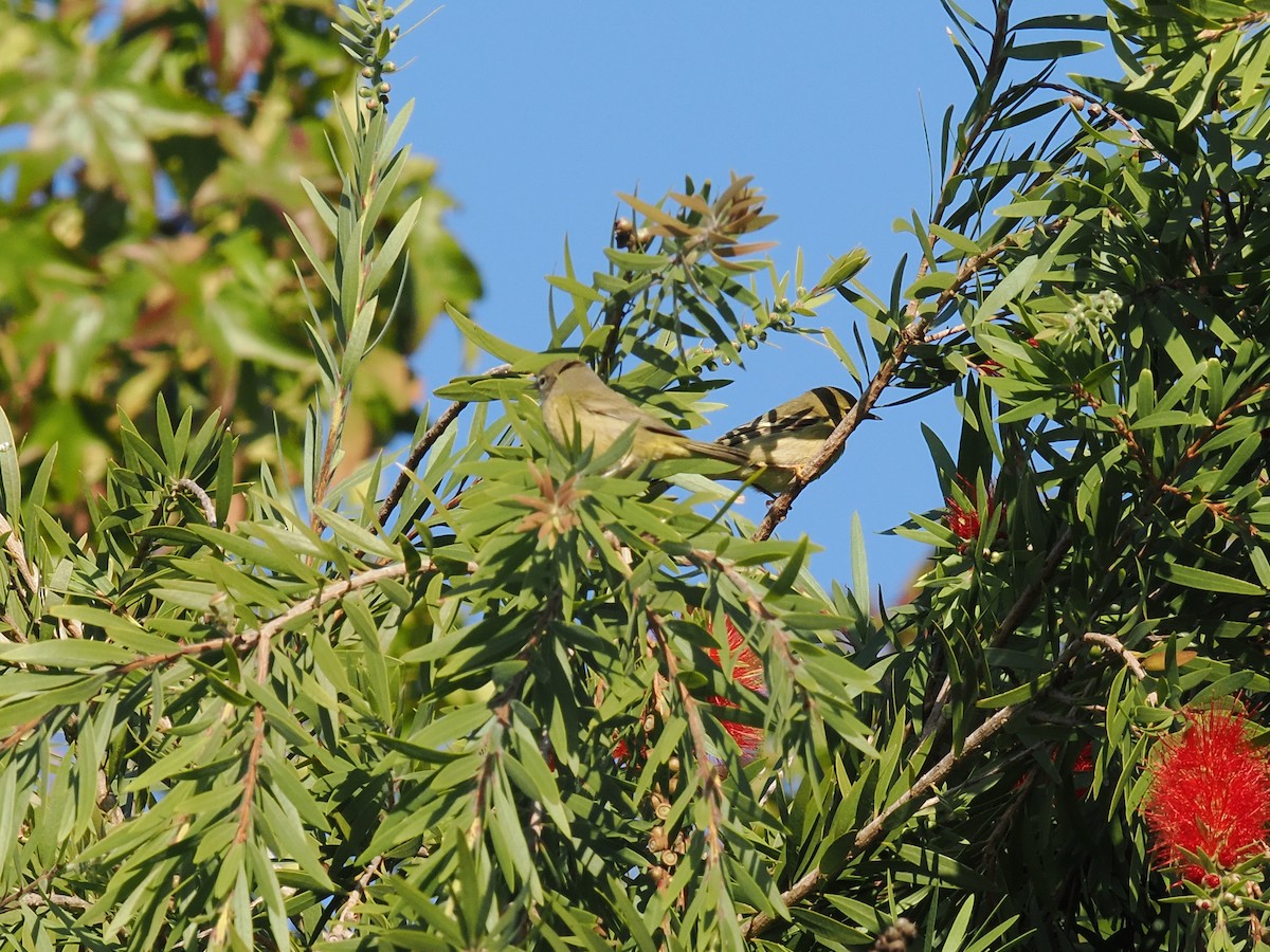 lesňáček černohlavý - ML642894197