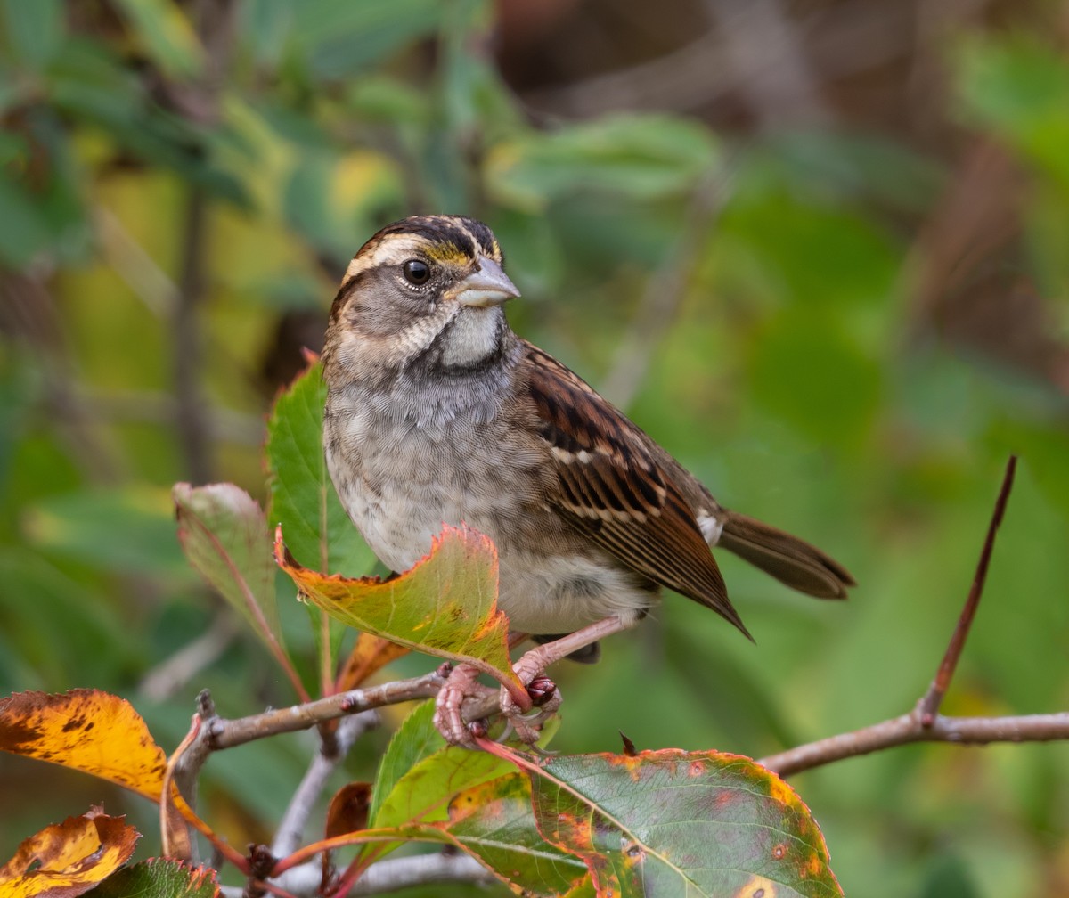 White-throated Sparrow - ML642894198