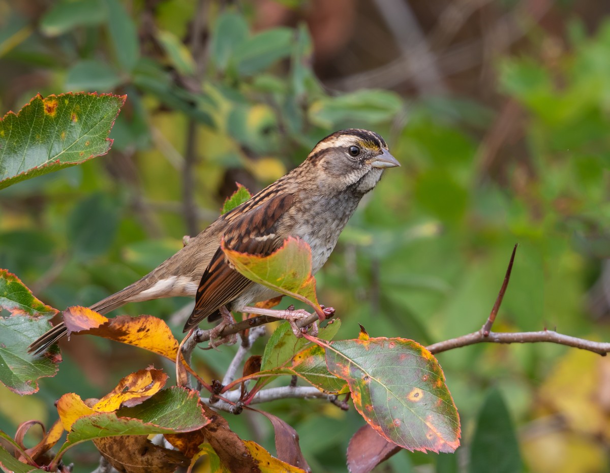 White-throated Sparrow - ML642894200
