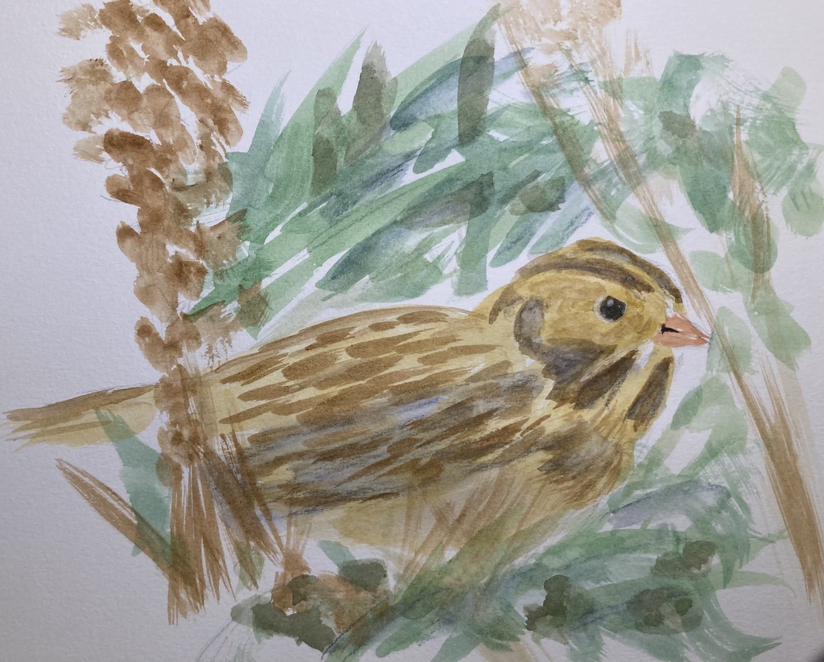 Lapland Longspur - ML642894202