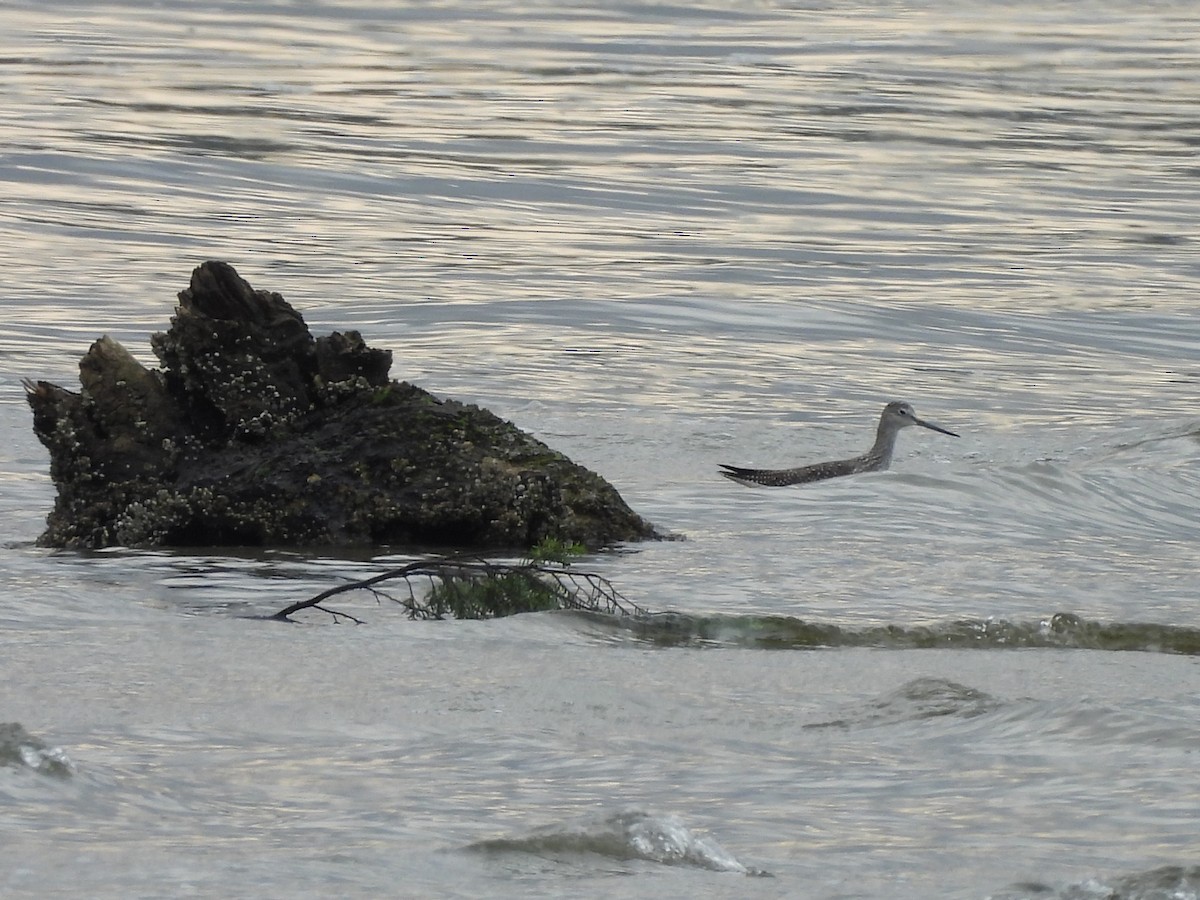Greater Yellowlegs - ML642894207