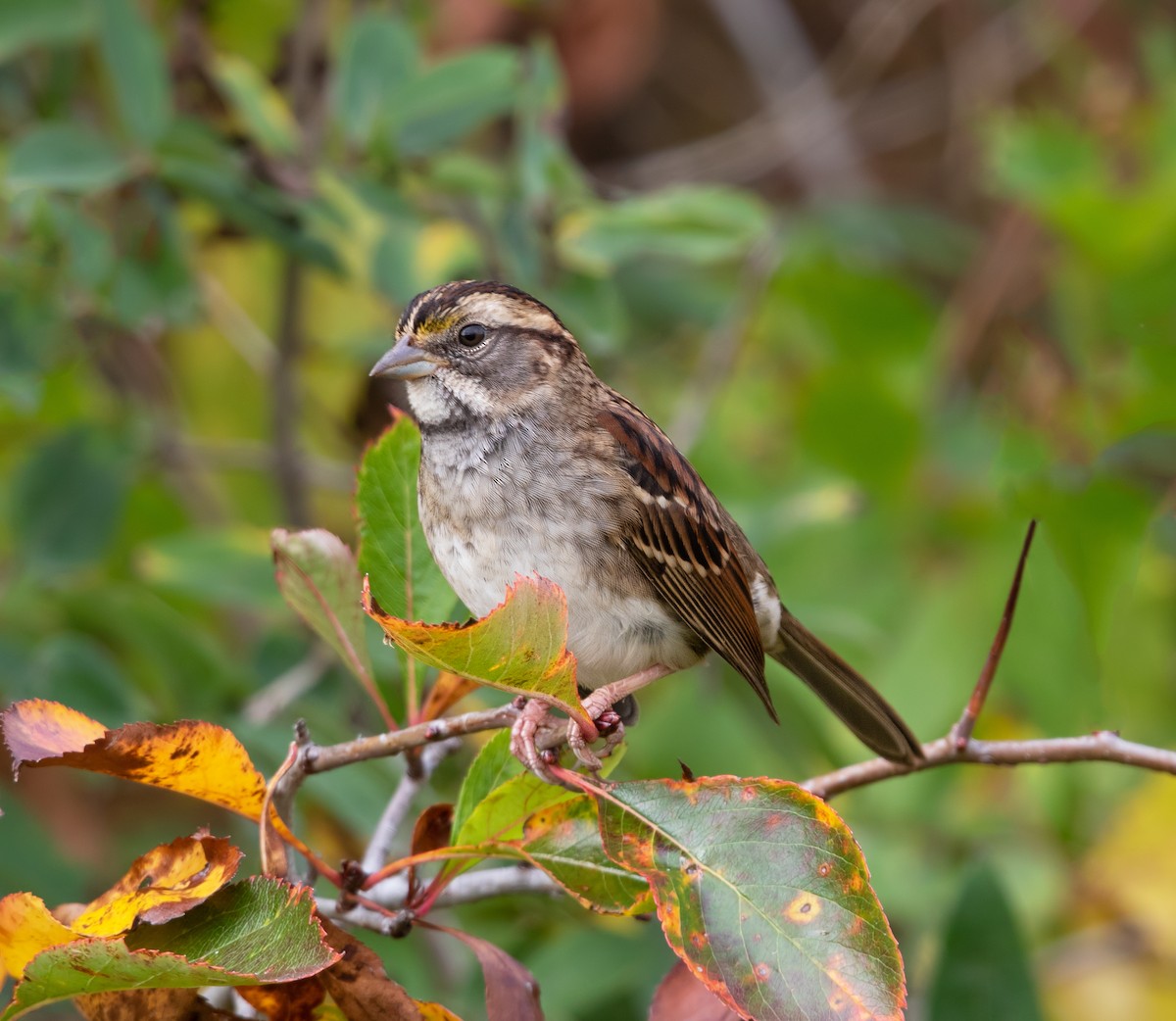 White-throated Sparrow - ML642894210