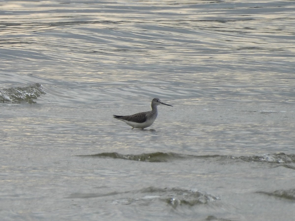 Greater Yellowlegs - ML642894212