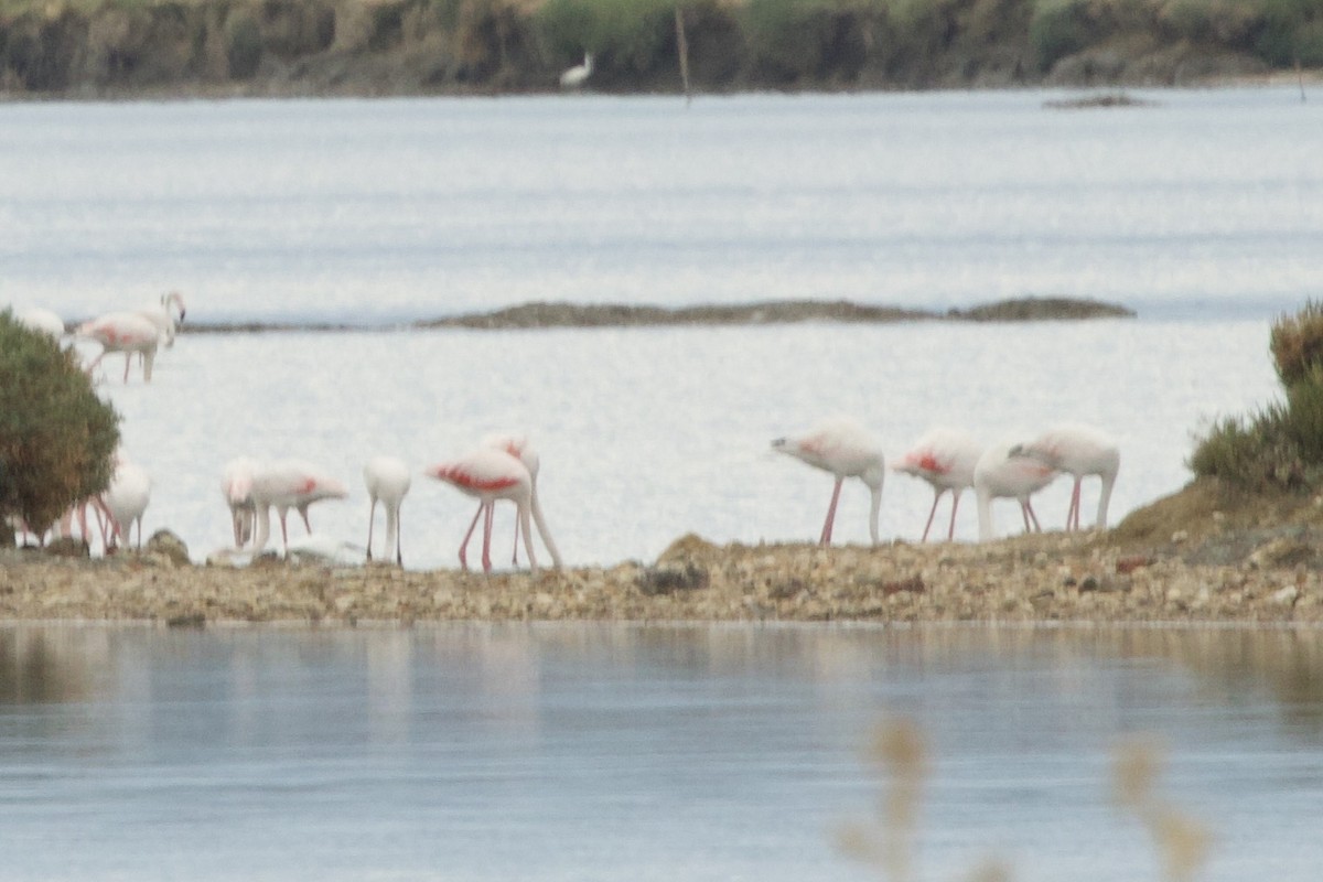 rosenflamingo - ML642894214