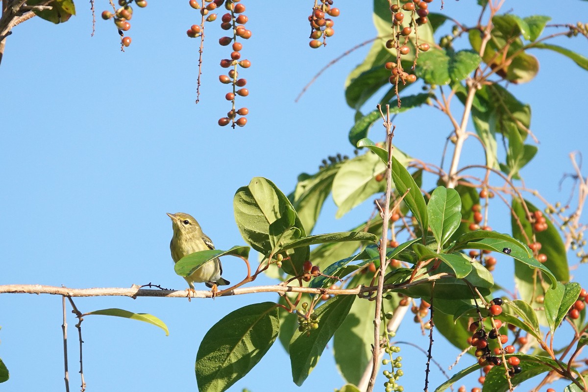 svarthetteparula - ML642894215