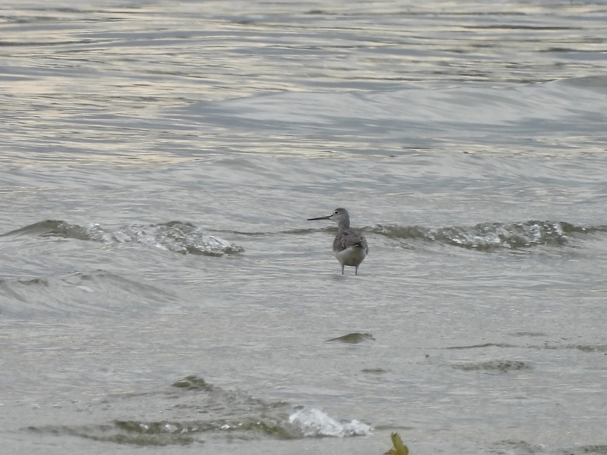 plystresnipe - ML642894216