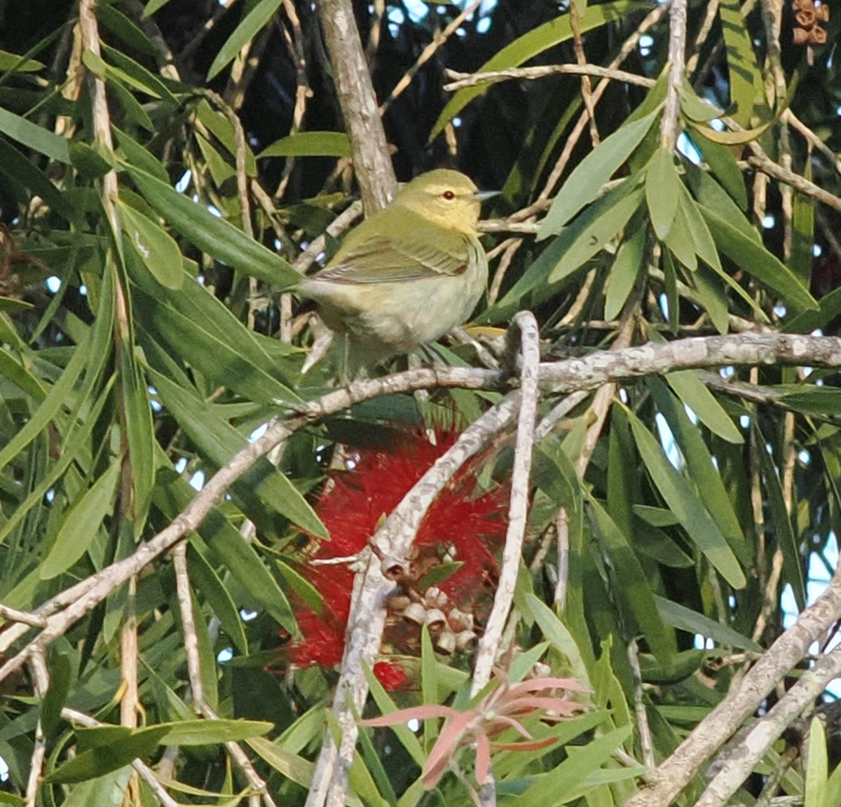 lesňáček olivový - ML642894217