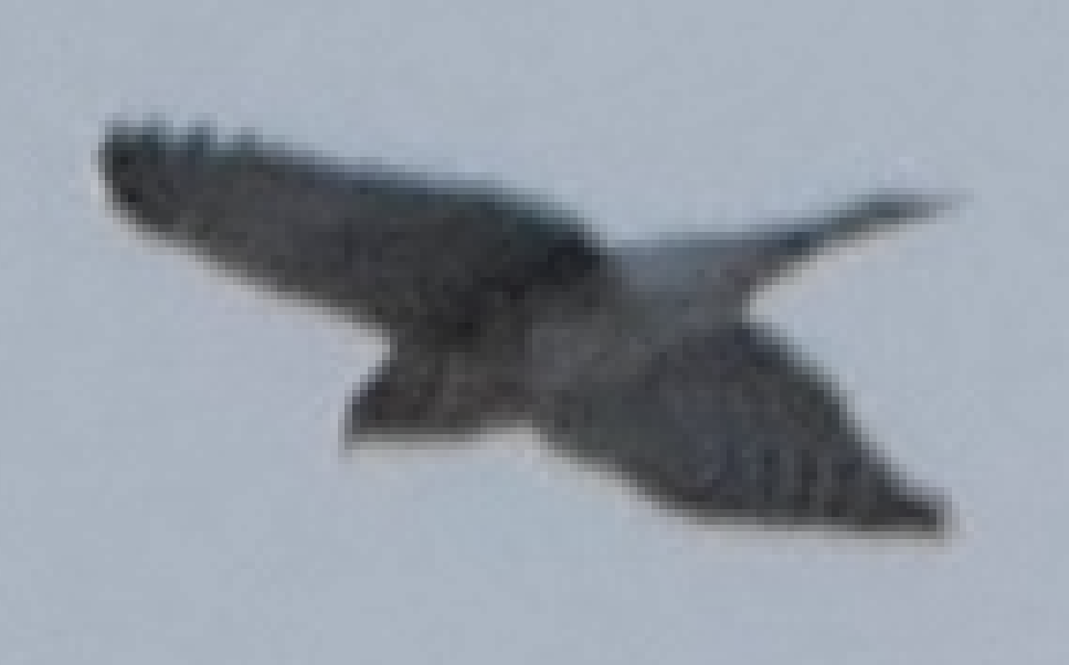 tverrhalehauk - ML642894218