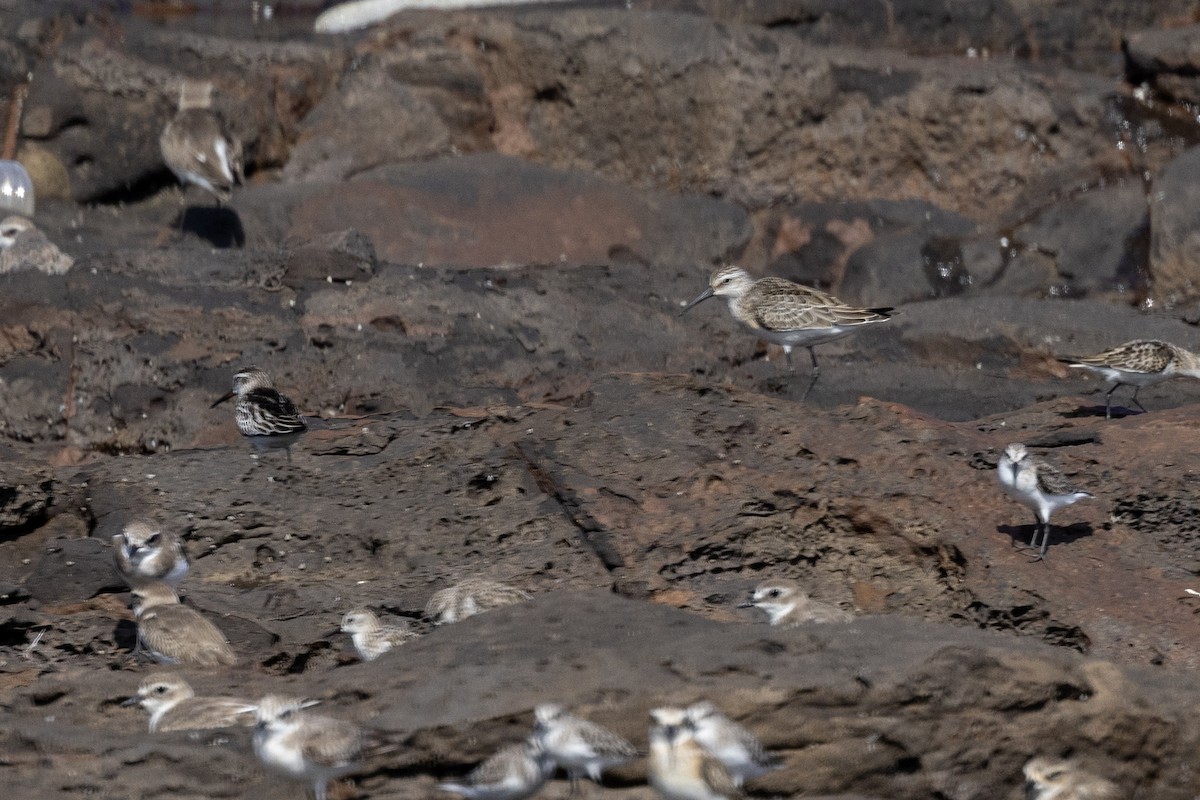Curlew Sandpiper - ML642894238