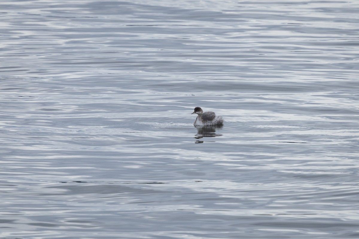 Eared Grebe - ML642894245
