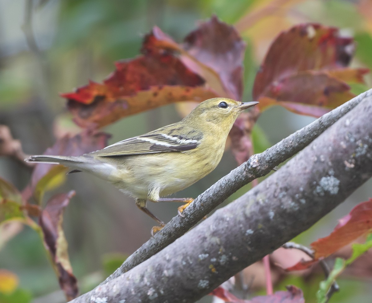 Blackpoll Warbler - ML642894247