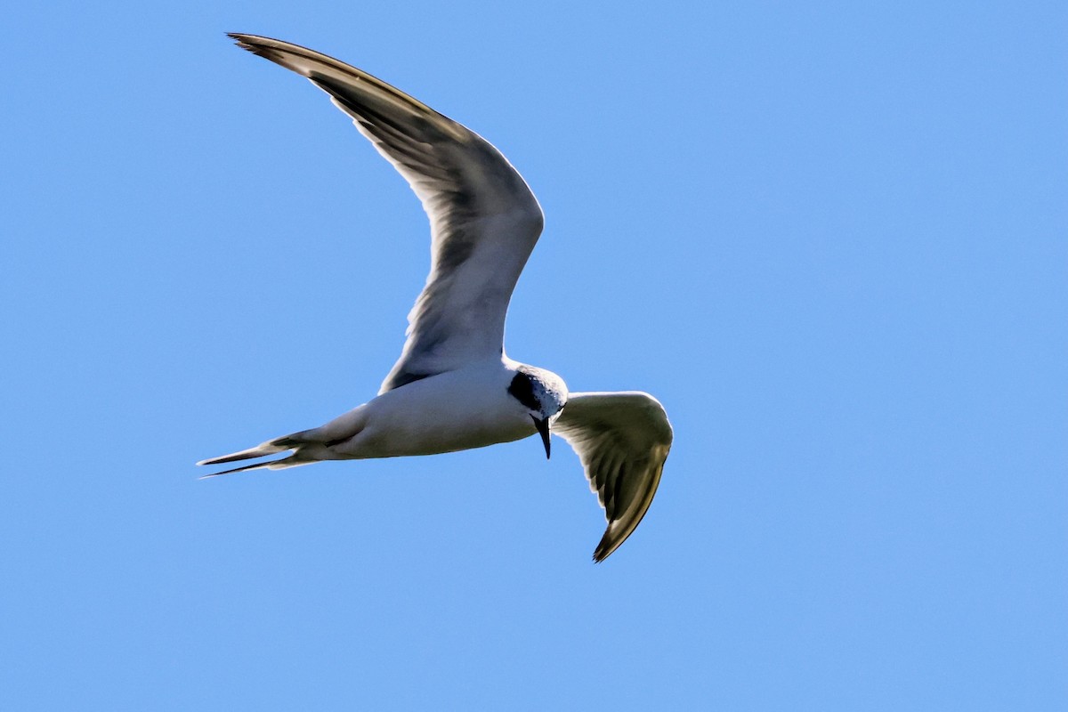 Forster's Tern - ML642894249