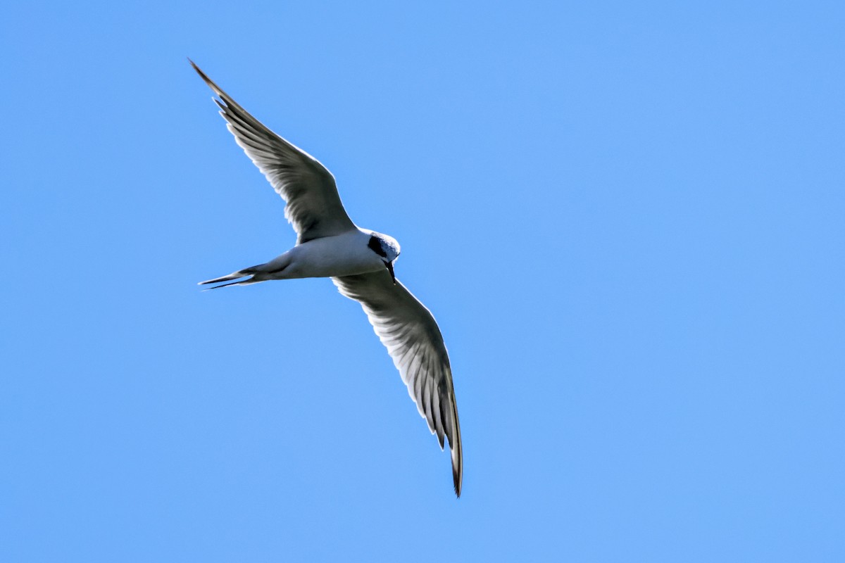 Forster's Tern - ML642894250