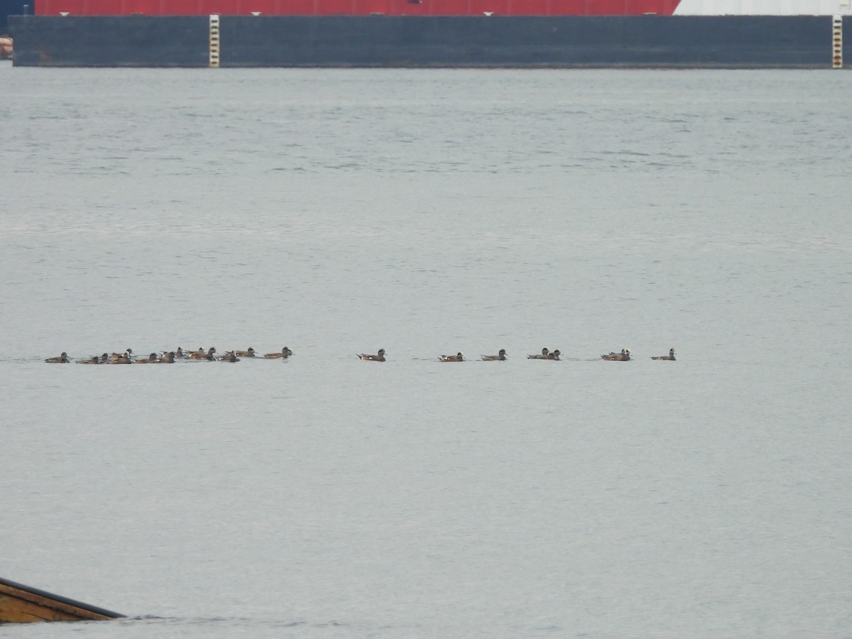 American Wigeon - ML642894251