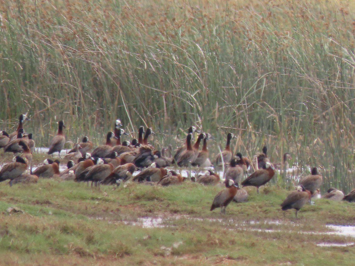 White-faced Whistling-Duck - ML642894254