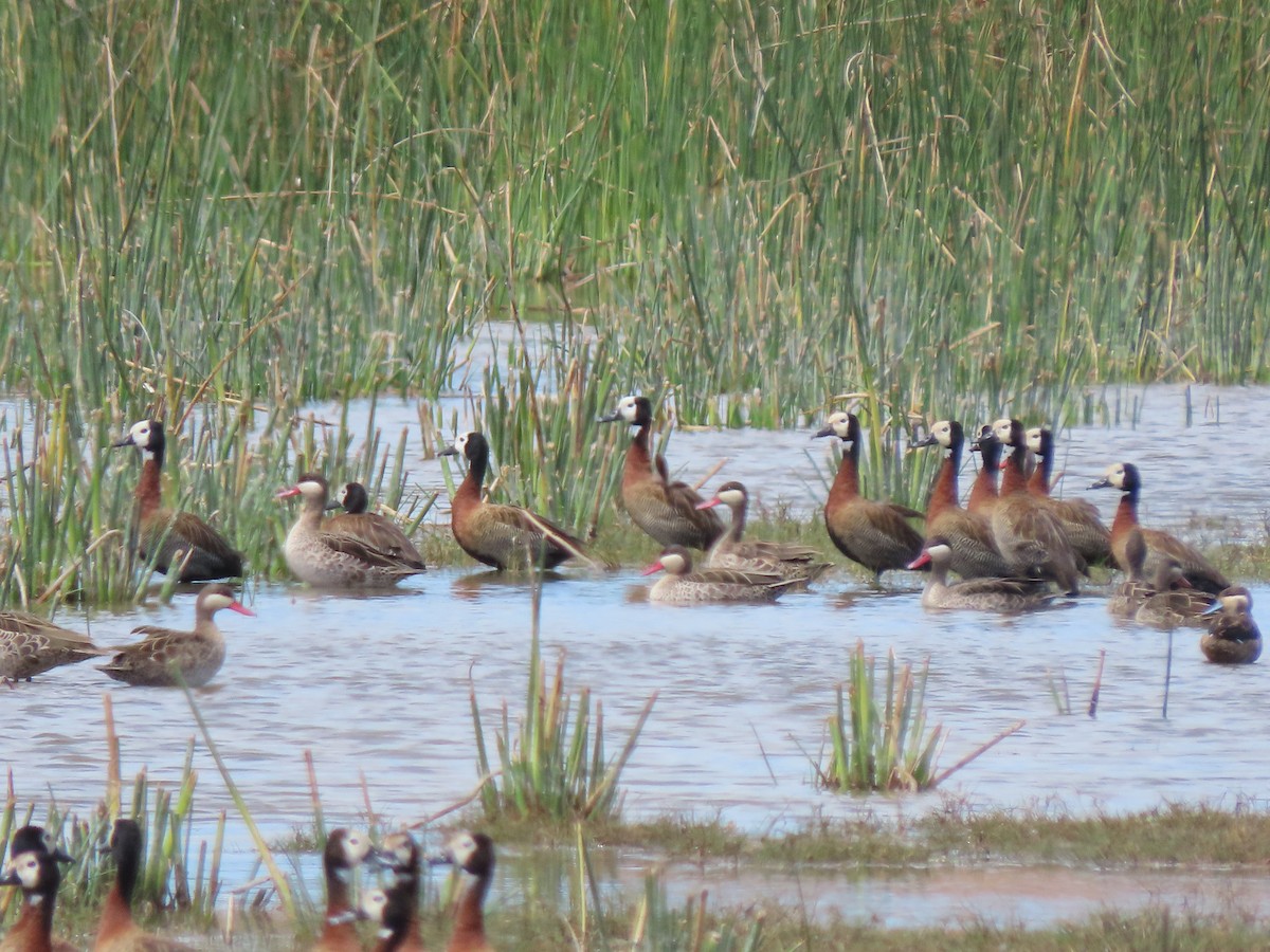 White-faced Whistling-Duck - ML642894255