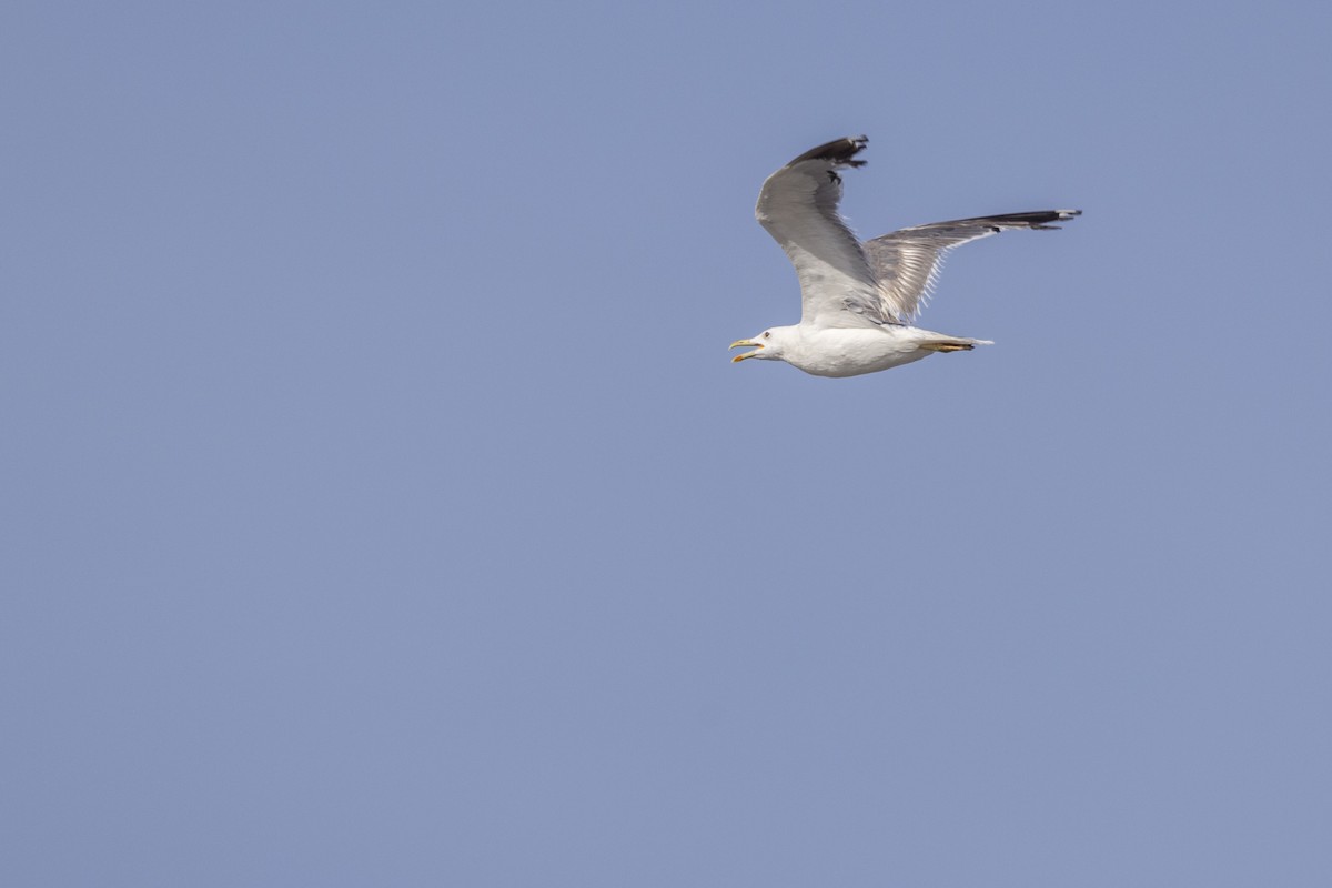 Lesser Black-backed Gull - ML642894258