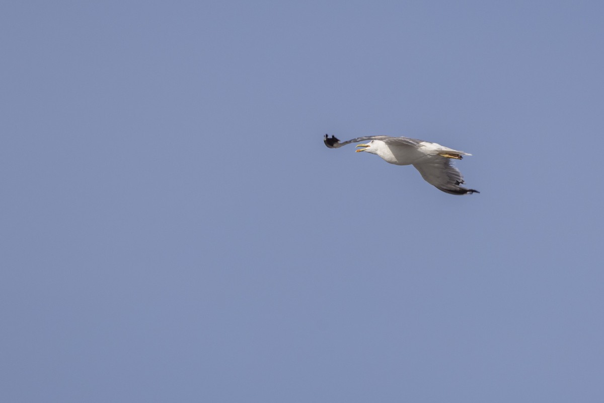 Lesser Black-backed Gull - ML642894259