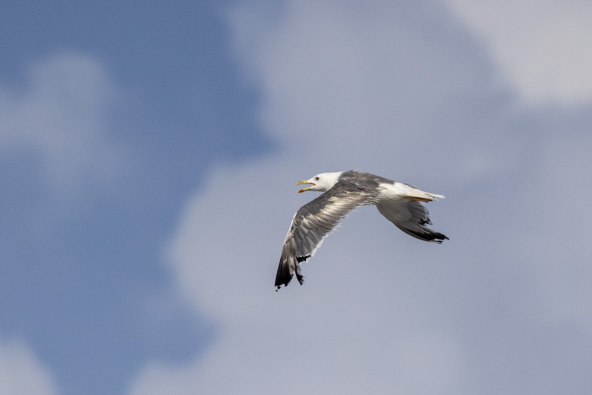 Lesser Black-backed Gull - ML642894260