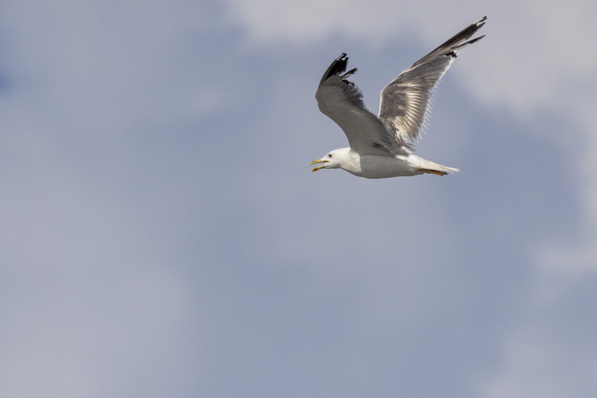 Lesser Black-backed Gull - ML642894261