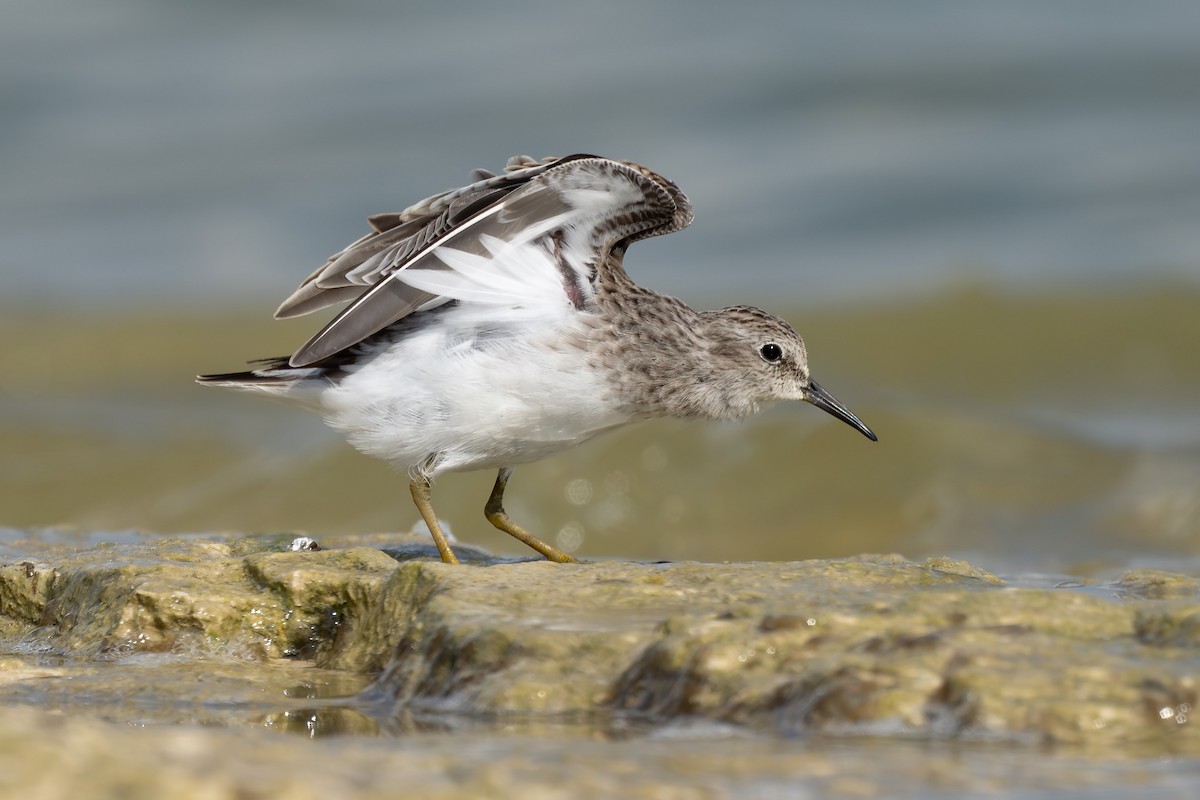 Least Sandpiper - ML642894263