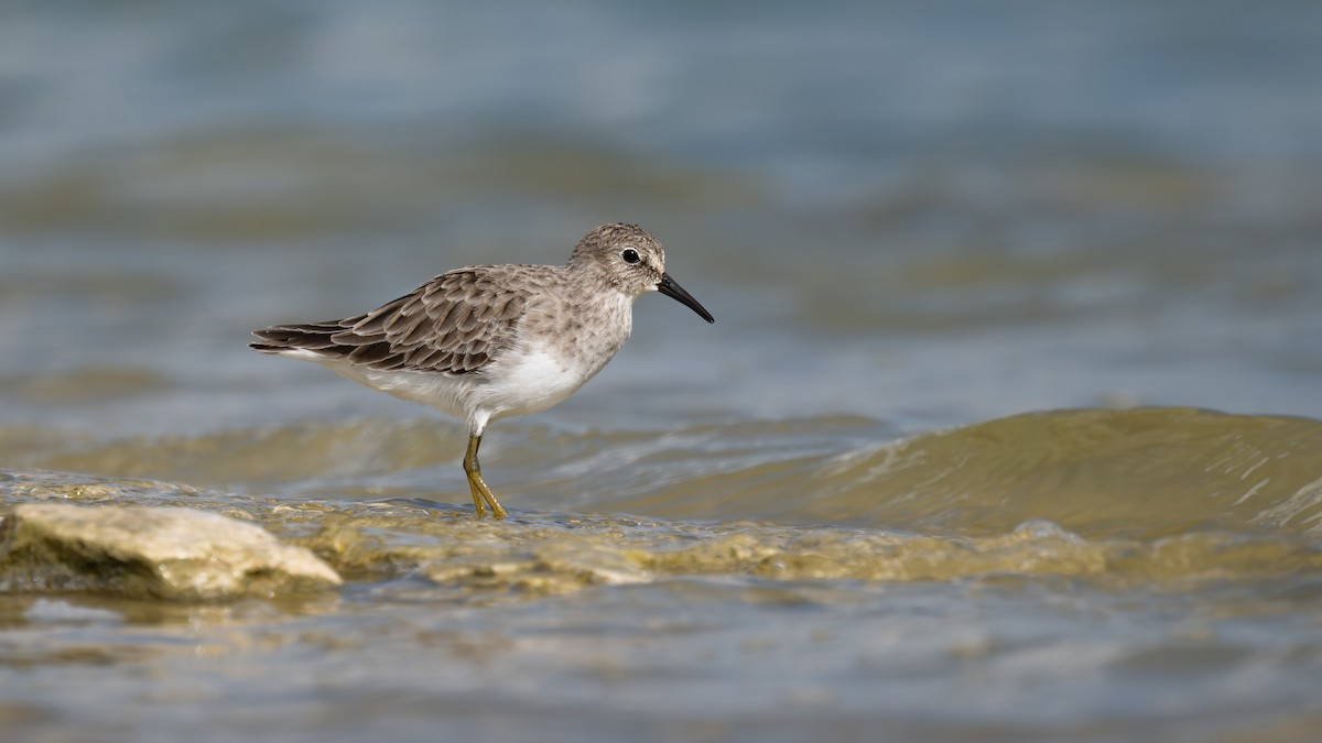 Least Sandpiper - ML642894264