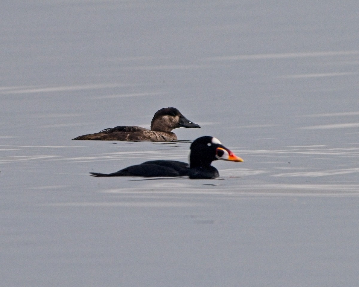 Surf Scoter - ML642894266
