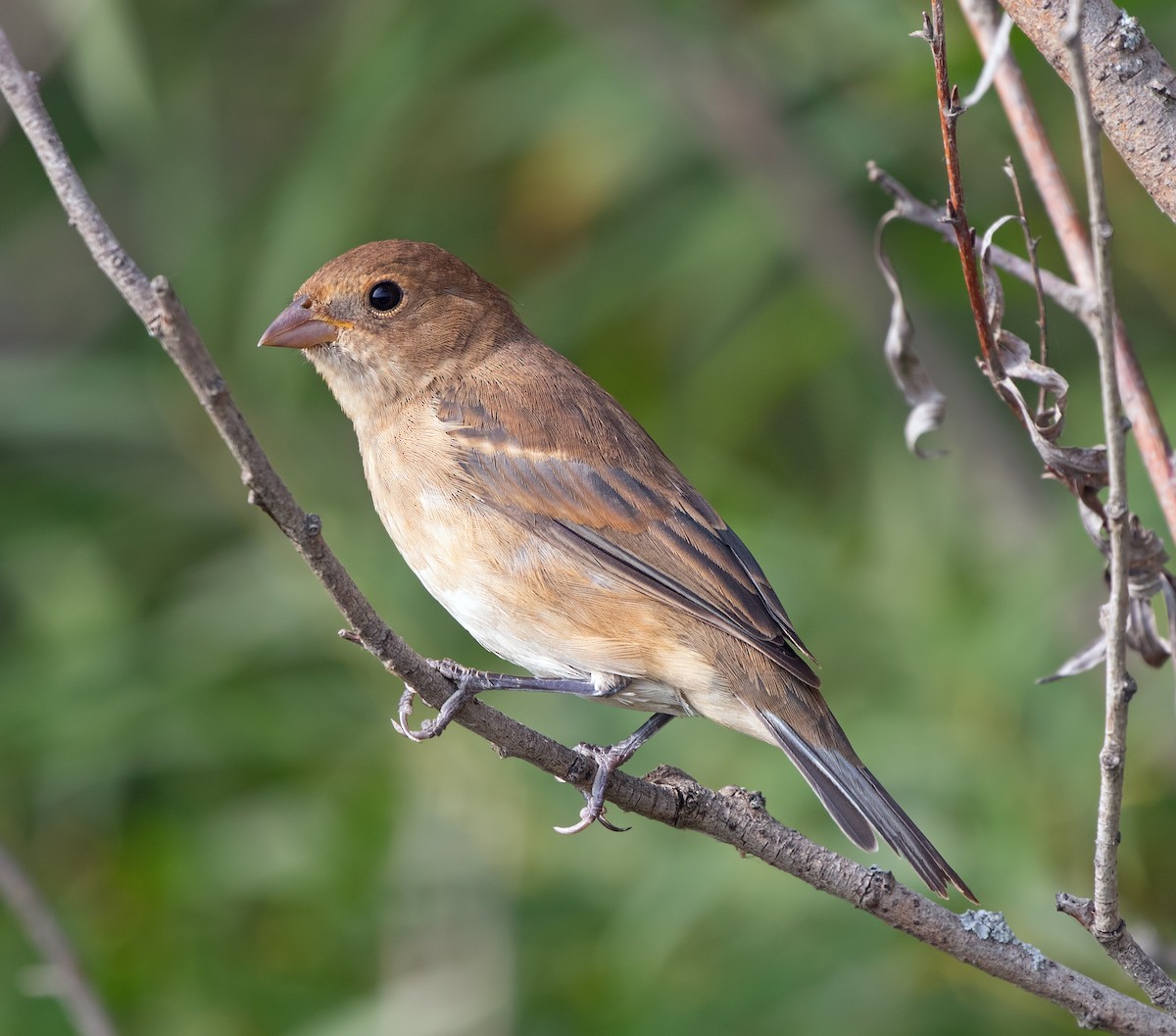 Indigo Bunting - ML642894267