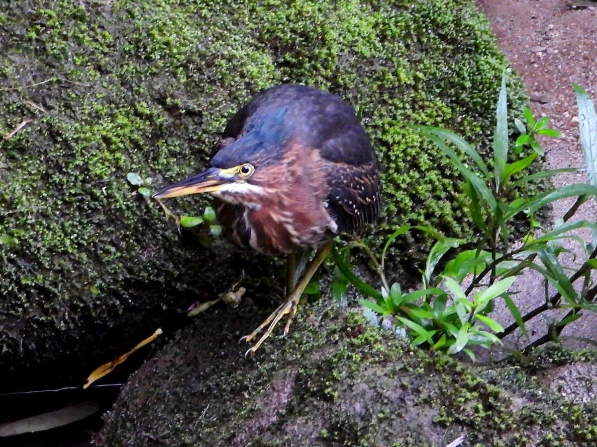 Green Heron - ML642894268