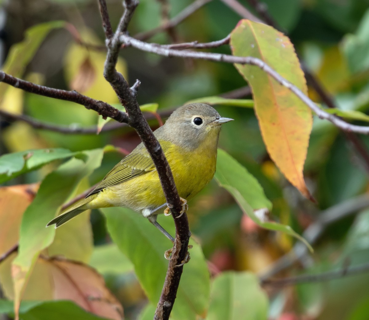 Nashville Warbler - ML642894269