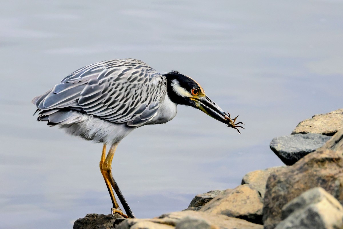 Yellow-crowned Night Heron - ML642894270
