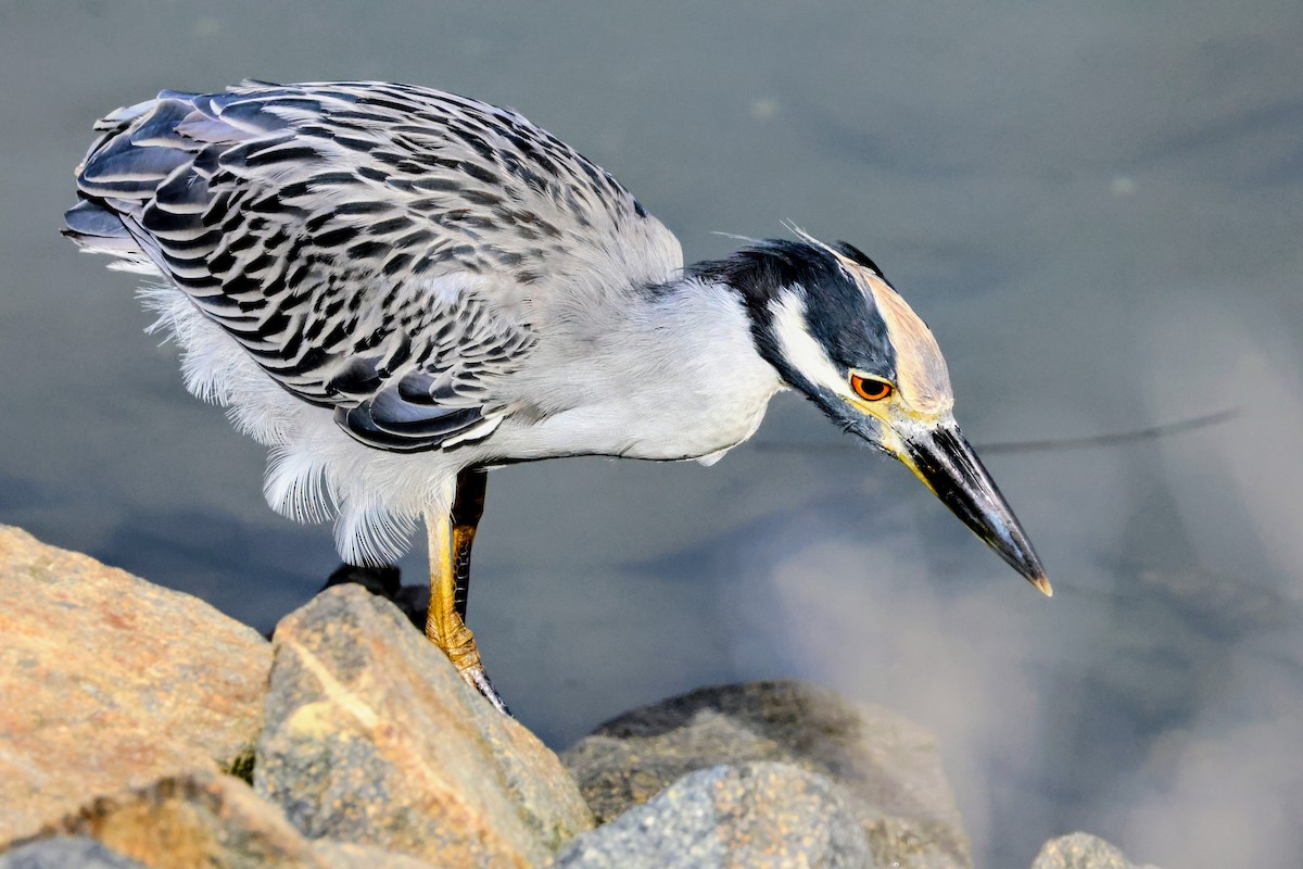 Yellow-crowned Night Heron - ML642894271