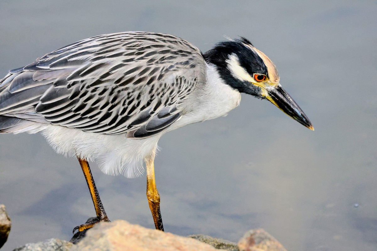 Yellow-crowned Night Heron - ML642894272