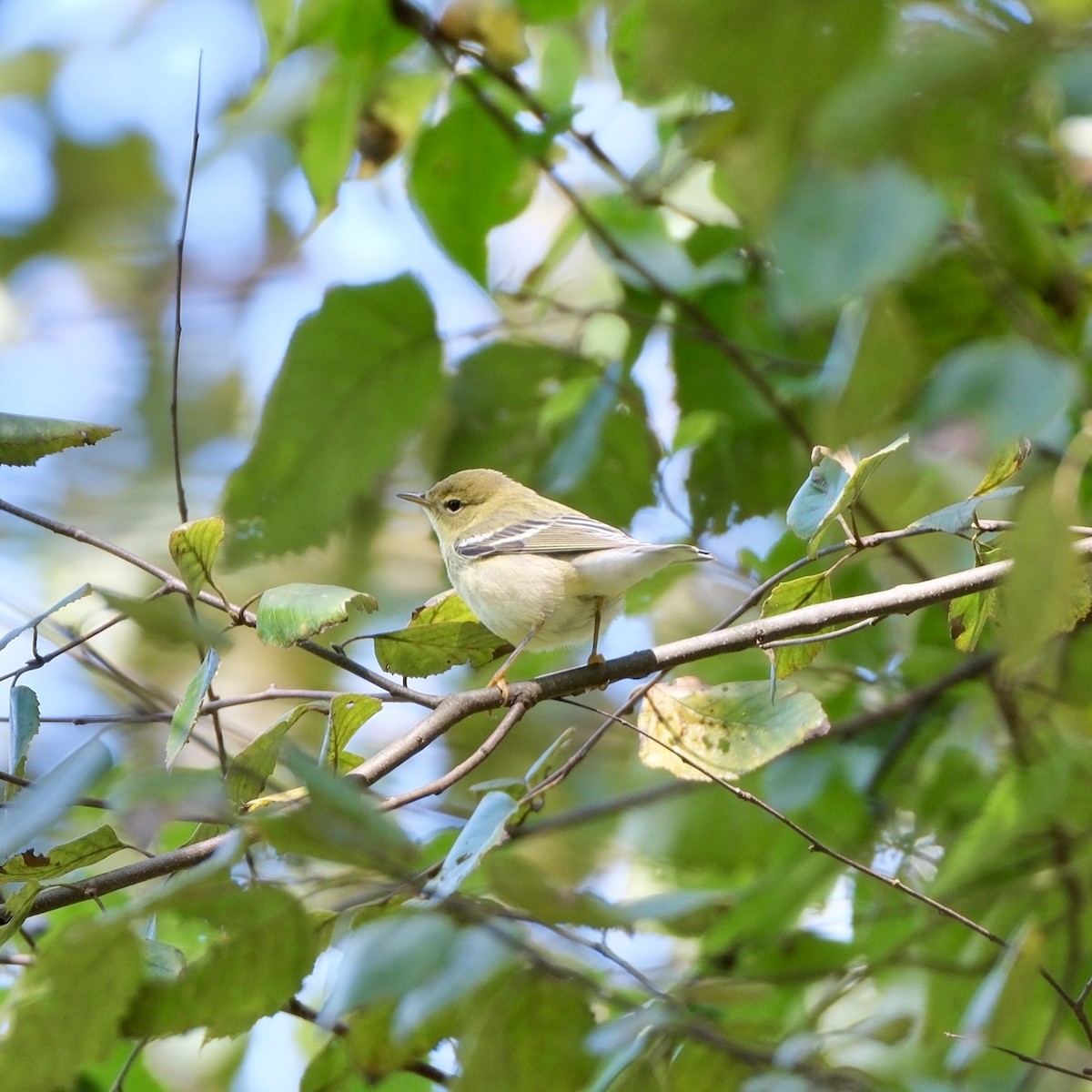 Blackpoll Warbler - ML642894273