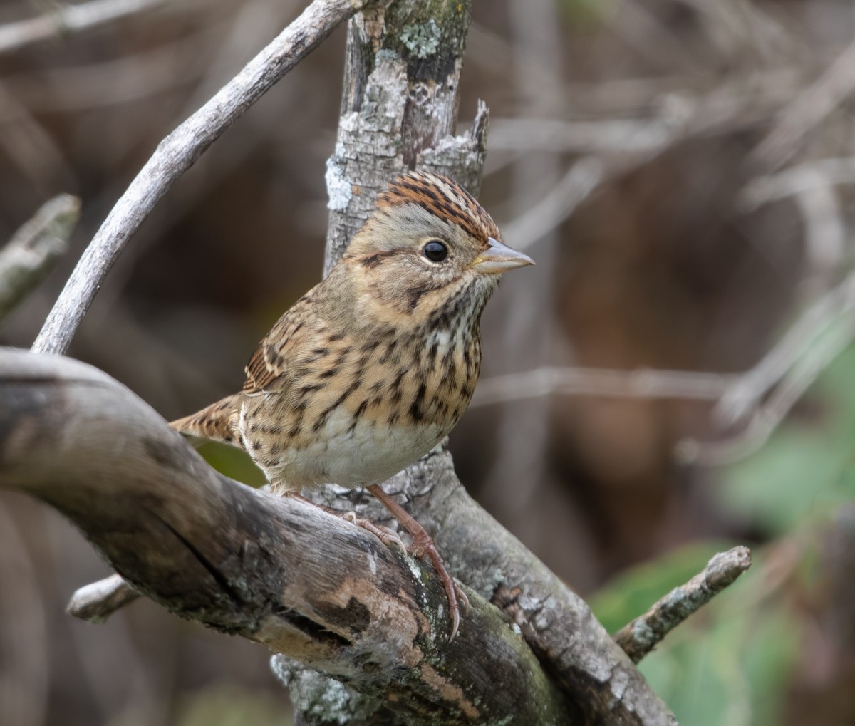 Lincoln's Sparrow - ML642894274