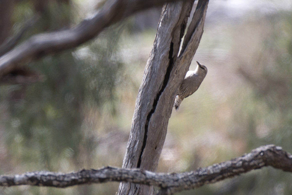 White-browed Treecreeper - ML642894275