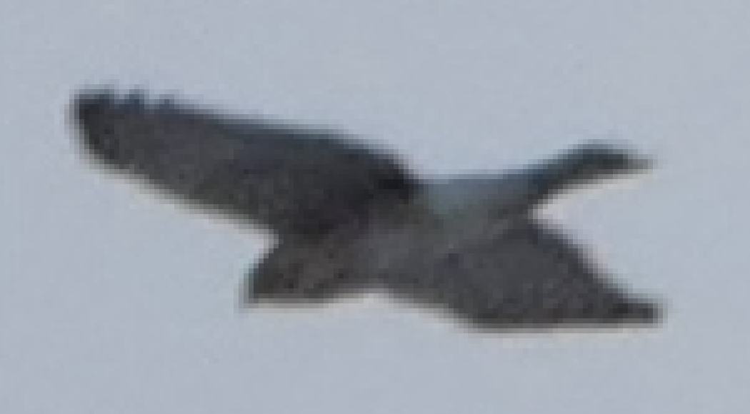 Accipitrine hawk sp. (former Accipiter sp.) - ML642894276