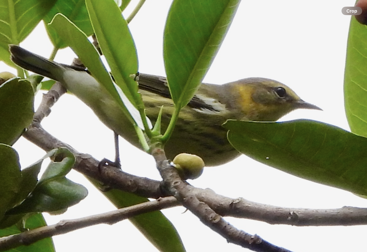 Cape May Warbler - ML642894277