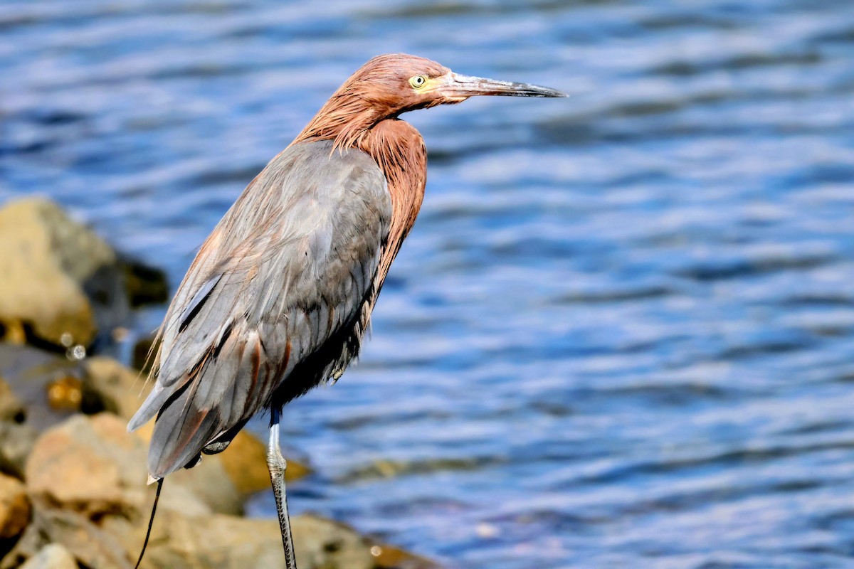 Reddish Egret - ML642894278