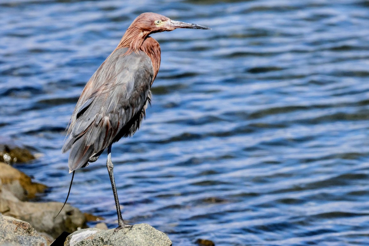 Reddish Egret - ML642894279